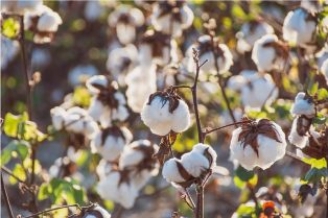 La pandémie Covid-19 recule la production du coton
